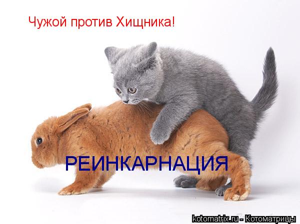 Чужой против Хищника! РЕИНКАРНАЦИЯ... Котоматрица: Чужой против Хищника! РЕИНКАРНАЦИЯ