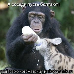 А соседи пусть болтают!... Котоматрица: А соседи пусть болтают!