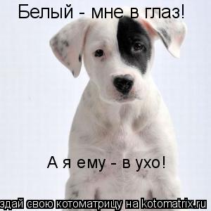 Белый - мне в глаз! А я ему - в ухо!... Котоматрица: Белый - мне в глаз! А я ему - в ухо!