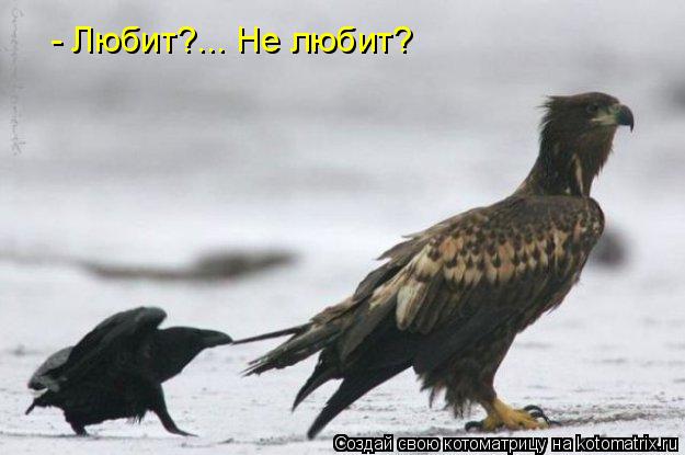 - Любит?... Не любит?... Котоматрица: - Любит?... Не любит?