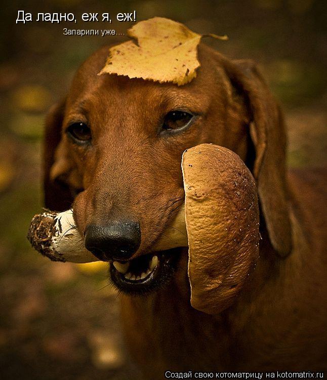 Да ладно, еж я, еж! Запарили уже....... Котоматрица: Да ладно, еж я, еж! Запарили уже....