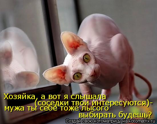 Хозяйка, а вот я слышала (соседки твои интересуются)- мужа ты себе тоже лысого выбирать будешь?... Котоматрица: Хозяйка, а вот я слышала (соседки твои интересуются)- мужа ты себе тоже лысого выбирать будешь?