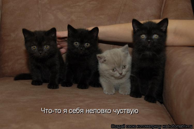 Что-то я себя неловко чуствую... Котоматрица: Что-то я себя неловко чуствую