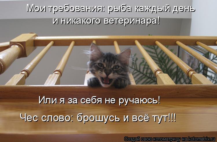 Мои требования: рыба каждый день и никакого ветеринара! Или я за себя не ручаюсь! Чес слово: брошусь ... Котоматрица: Мои требования: рыба каждый день и никакого ветеринара! Или я за себя не ручаюсь! Чес слово: брошусь и всё тут!!!