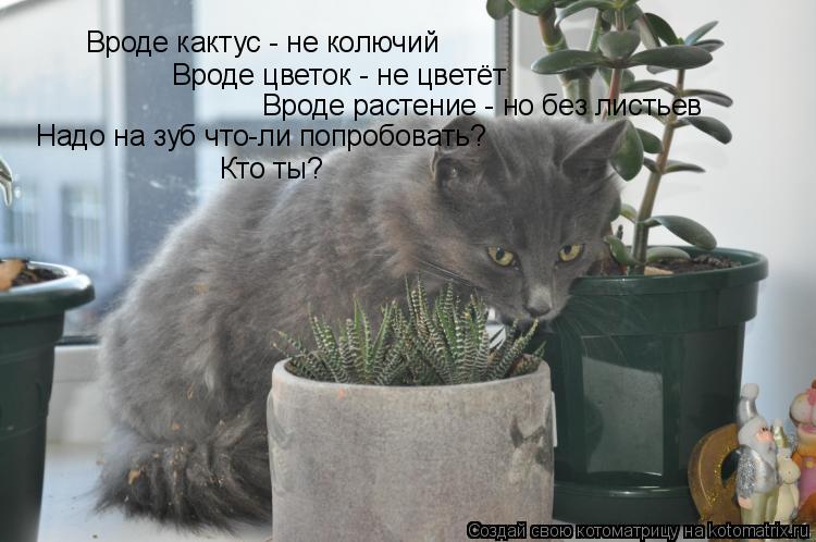 Вроде кактус - не колючий Вроде цветок - не цветёт Вроде растение - но без листьев Надо на зуб что-ли... Котоматрица: Вроде кактус - не колючий Вроде цветок - не цветёт Вроде растение - но без листьев Надо на зуб что-ли попробовать? Кто ты?