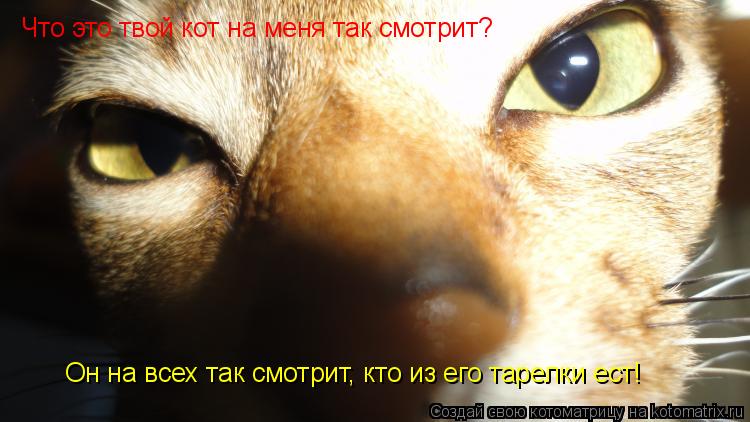 Он на всех так смотрит, кто из его тарелки ест! Что это твой кот на меня так смотрит?... Котоматрица: Он на всех так смотрит, кто из его тарелки ест! Что это твой кот на меня так смотрит?