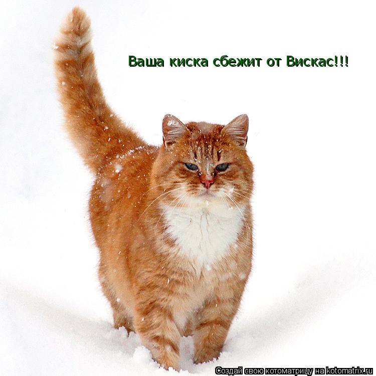 Ваша киска сбежит от Вискас!!!... Котоматрица: Ваша киска сбежит от Вискас!!!