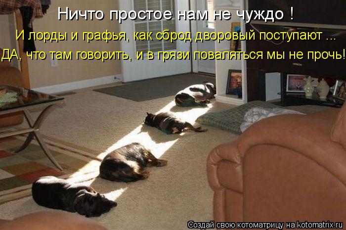 Ничто простое нам не чуждо ! И лорды и графья, как сброд дворовый поступают ... ДА, что там говорить,... Котоматрица: Ничто простое нам не чуждо ! И лорды и графья, как сброд дворовый поступают ... ДА, что там говорить, и в грязи поваляться мы не прочь!