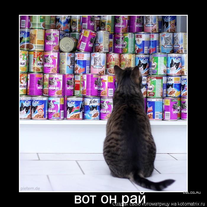 вот он рай... Котоматрица: вот он рай