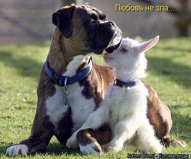 Любовь не зла...... Котоматрица: Любовь не зла...