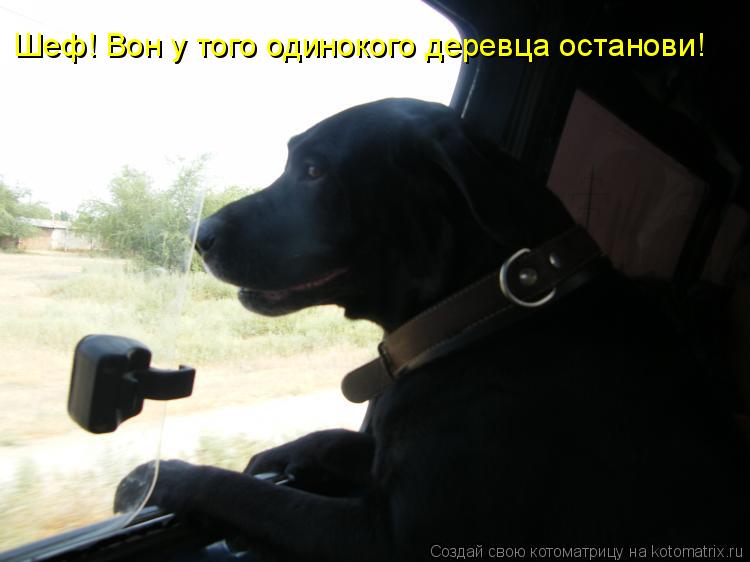 Шеф! Вон у того одинокого деревца останови!... Котоматрица: Шеф! Вон у того одинокого деревца останови!