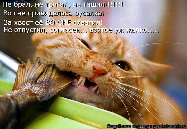 Не брал, не трогал, не тащил!!!!!!! Во сне привиделась русалка! За хвост её ВО СНЕ схватил! Не отпуст... Котоматрица: Не брал, не трогал, не тащил!!!!!!! Во сне привиделась русалка! За хвост её ВО СНЕ схватил! Не отпустил, согласен... взятое уж жалко.....