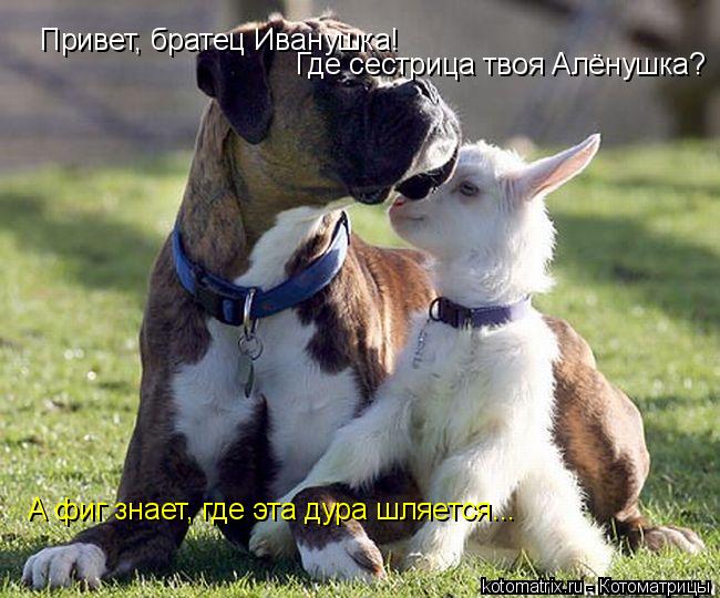 Привет, братец Иванушка! Где сестрица твоя Алёнушка? А фиг знает, где эта дура шляется...... Котоматрица: Привет, братец Иванушка! Где сестрица твоя Алёнушка? А фиг знает, где эта дура шляется...
