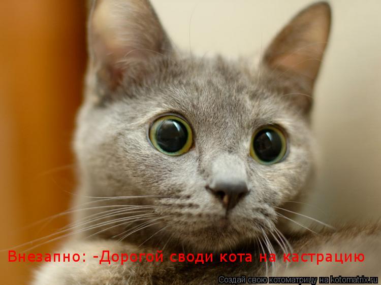 Внезапно: -Дорогой своди кота на кастрацию... Котоматрица: Внезапно: -Дорогой своди кота на кастрацию