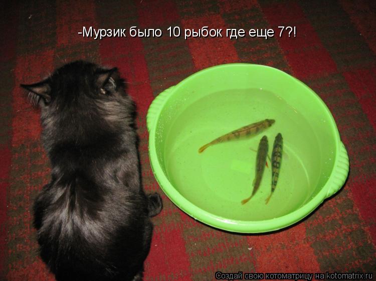 -Мурзик было 10 рыбок где еще 7?!... Котоматрица: -Мурзик было 10 рыбок где еще 7?!