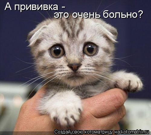 А прививка - это очень больно?... Котоматрица: А прививка - это очень больно?
