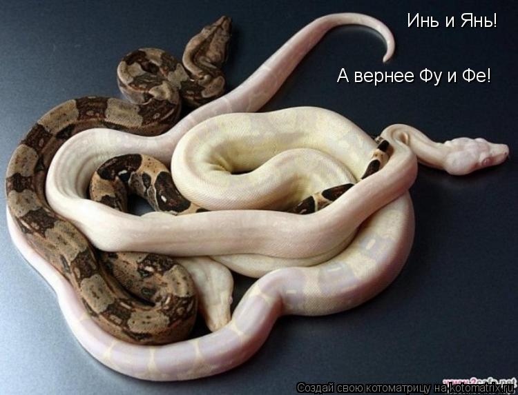 Инь и Янь! А вернее Фу и Фе!... Котоматрица: Инь и Янь! А вернее Фу и Фе!