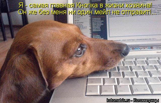Я - самая главная Кнопка в жизни хозяина! Он же без меня ни один мейл не отправит!...... Котоматрица: Я - самая главная Кнопка в жизни хозяина! Он же без меня ни один мейл не отправит!...