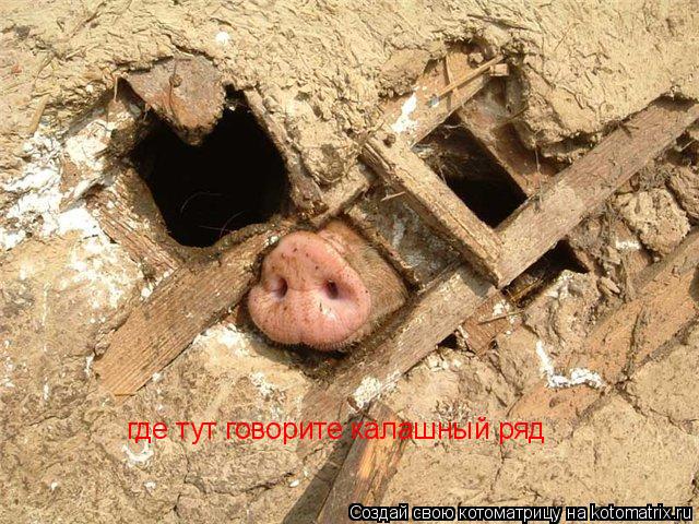 где тут говорите калашный ряд... Котоматрица: где тут говорите калашный ряд