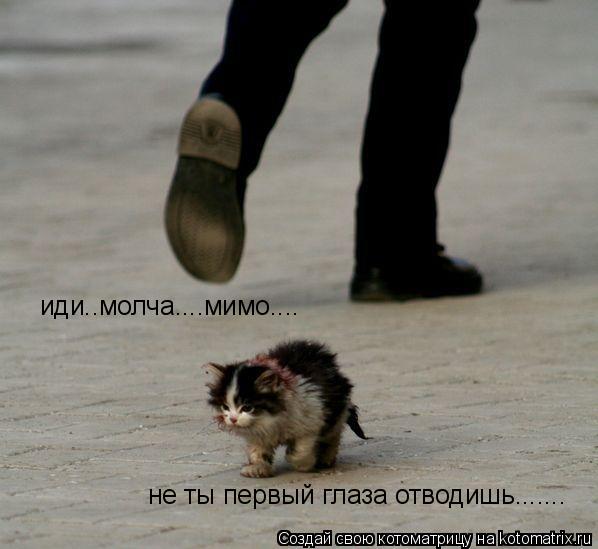 иди..молча....мимо.... не ты первый глаза отводишь.......... Котоматрица: иди..молча....мимо.... не ты первый глаза отводишь.......