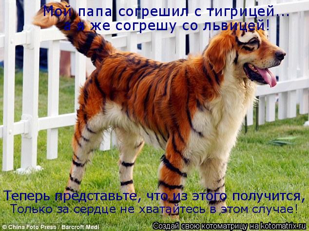 Мой папа согрешил с тигрицей... Мой папа согрешил с тигрицей... а я же согрешу со львицей! Теперь пре... Котоматрица: Мой папа согрешил с тигрицей... Мой папа согрешил с тигрицей... а я же согрешу со львицей! Теперь представьте, что из этого получится, Только з