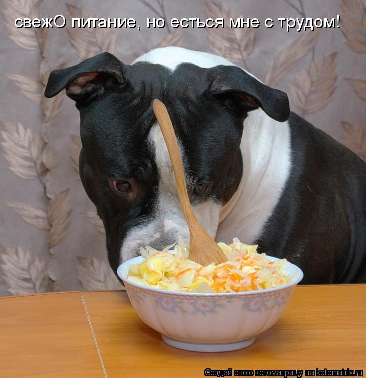 свежО питание, но есться мне с трудом!... Котоматрица: свежО питание, но есться мне с трудом!