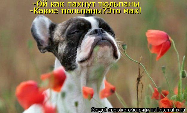 -Ой как пахнут тюльпаны -Какие тюльпаны?Это мак!... Котоматрица: -Ой как пахнут тюльпаны -Какие тюльпаны?Это мак!