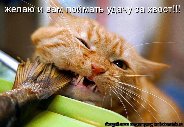 желаю и вам поймать удачу за хвост!!!... Котоматрица: желаю и вам поймать удачу за хвост!!!