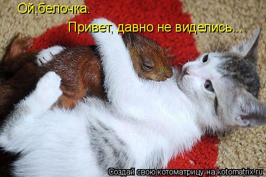Ой,белочка. Привет, давно не виделись...... Котоматрица: Ой,белочка. Привет, давно не виделись...
