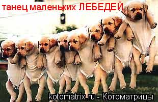 танец маленьких ЛЕБЕДЕЙ... Котоматрица: танец маленьких ЛЕБЕДЕЙ