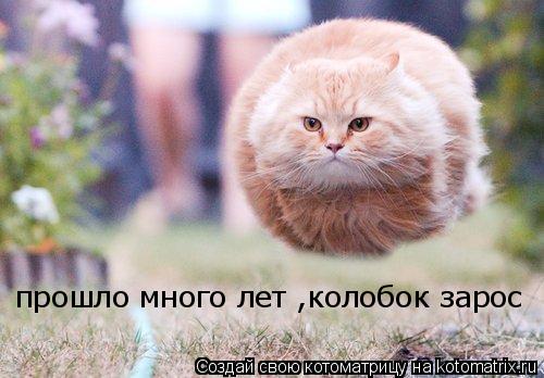 прошло много лет ,колобок зарос... Котоматрица: прошло много лет ,колобок зарос