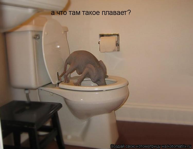 надо испить водицы , а то жажда мучает а что там такое плавает?... Котоматрица: надо испить водицы , а то жажда мучает а что там такое плавает?