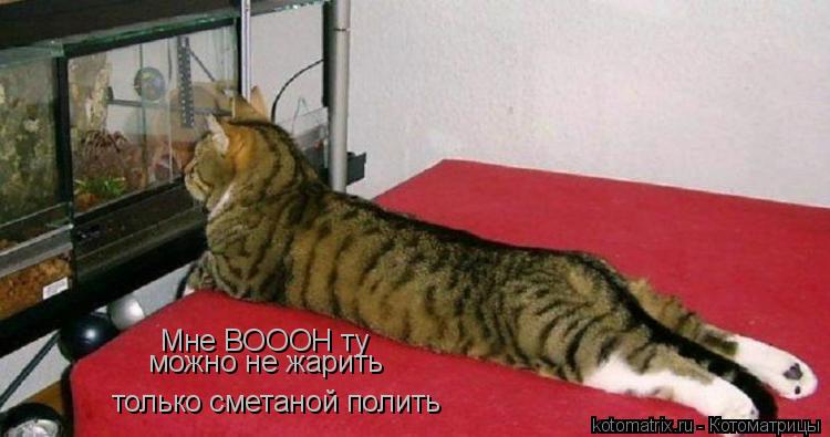 Мне ВОООН ту можно не жарить только сметаной полить... Котоматрица: Мне ВОООН ту можно не жарить только сметаной полить