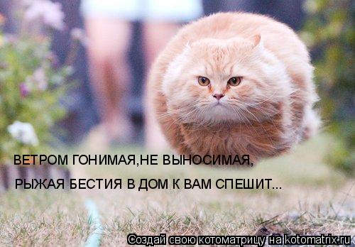 ВЕТРОМ ГОНИМАЯ,НЕ ВЫНОСИМАЯ, РЫЖАЯ БЕСТИЯ В ДОМ К ВАМ СПЕШИТ...... Котоматрица: ВЕТРОМ ГОНИМАЯ,НЕ ВЫНОСИМАЯ, РЫЖАЯ БЕСТИЯ В ДОМ К ВАМ СПЕШИТ...