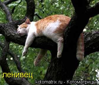 ленивец... Котоматрица: ленивец