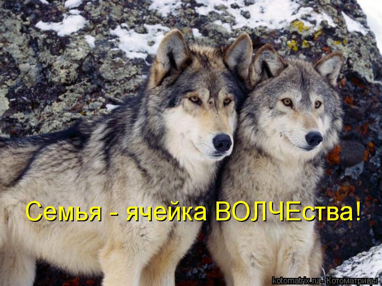 Семья - ячейка ВОЛЧЕства!... Котоматрица: Семья - ячейка ВОЛЧЕства!