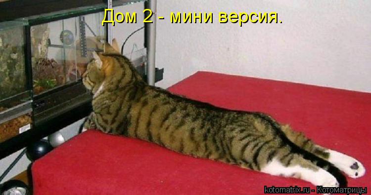 Дом 2 - мини версия.... Котоматрица: Дом 2 - мини версия.