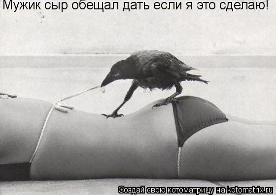 Мужик сыр обещал дать если я это сделаю!... Котоматрица: Мужик сыр обещал дать если я это сделаю!