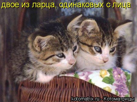 двое из ларца, одинаковых с лица... Котоматрица: двое из ларца, одинаковых с лица