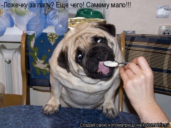 -Ложечку за папу? Еще чего! Самому мало!!!... Котоматрица: -Ложечку за папу? Еще чего! Самому мало!!!