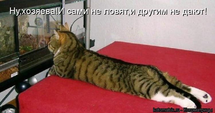 Ну,хозяева!И сами не ловят,и другим не дают!... Котоматрица: Ну,хозяева!И сами не ловят,и другим не дают!
