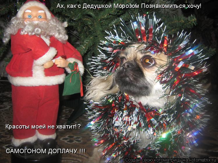 Ах, как с Дедушкой Морозом Познакомиться хочу! Красоты моей не хватит!? САМОГОНОМ ДОПЛАЧУ !!!... Котоматрица: Ах, как с Дедушкой Морозом Познакомиться хочу! Красоты моей не хватит!? САМОГОНОМ ДОПЛАЧУ !!!