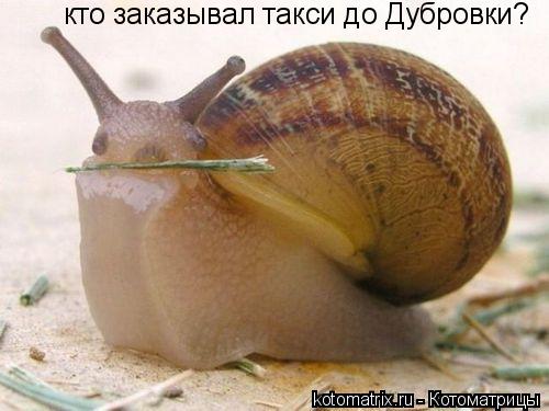 кто заказывал такси до Дубровки?... Котоматрица: кто заказывал такси до Дубровки?