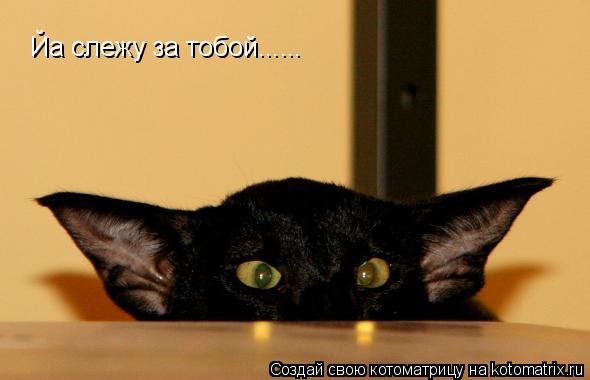 Йа слежу за тобой......... Котоматрица: Йа слежу за тобой......