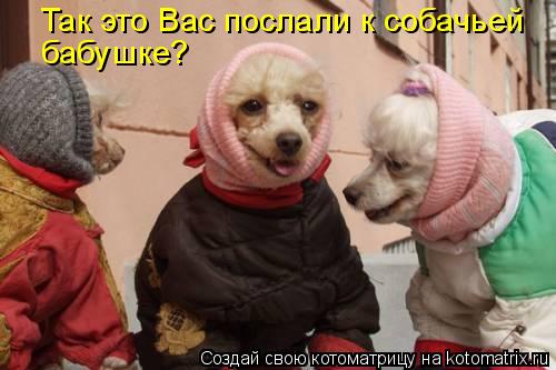 Так это Вас послали к собачьей бабушке?... Котоматрица: Так это Вас послали к собачьей бабушке?
