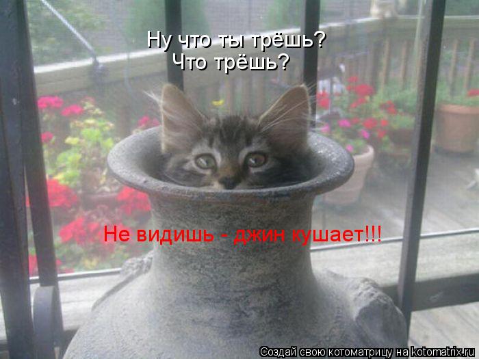 Ну что ты трёшь? Что трёшь? Не видишь - джин кушает!!!... Котоматрица: Ну что ты трёшь? Что трёшь? Не видишь - джин кушает!!!