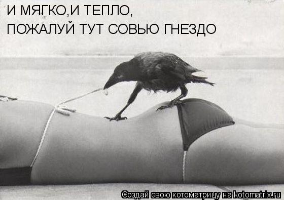 И МЯГКО,И ТЕПЛО, ПОЖАЛУЙ ТУТ СОВЬЮ ГНЕЗДО... Котоматрица: И МЯГКО,И ТЕПЛО, ПОЖАЛУЙ ТУТ СОВЬЮ ГНЕЗДО