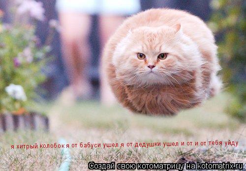 я хитрый колобок я от бабуси ушел,я от дедушки ушел и от и от тебя уйду... Котоматрица: я хитрый колобок я от бабуси ушел,я от дедушки ушел и от и от тебя уйду