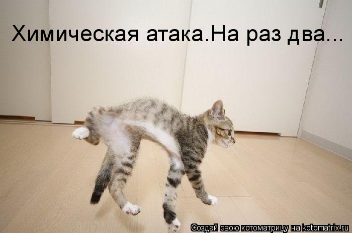 Химическая атака.На раз два...... Котоматрица: Химическая атака.На раз два...