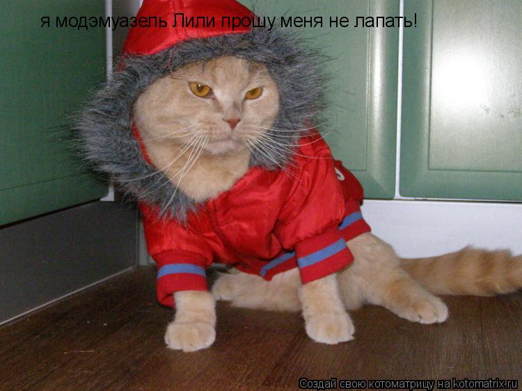 я модэмуазель Лили прошу меня не лапать!... Котоматрица: я модэмуазель Лили прошу меня не лапать!